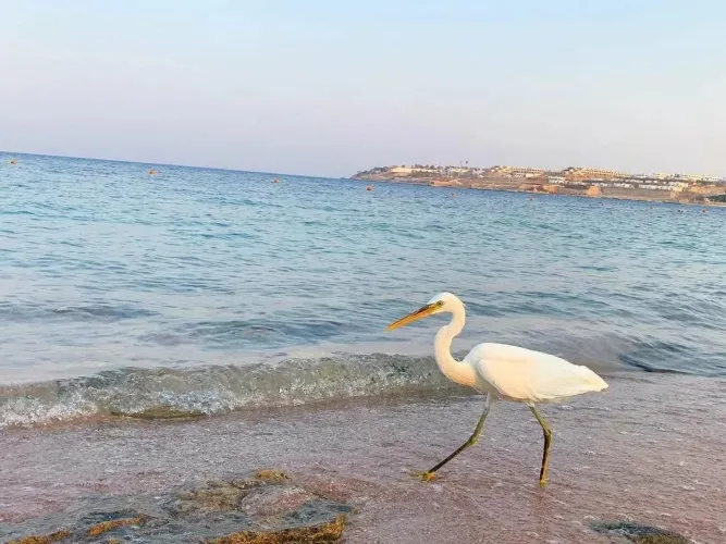 Thumbnail Bird Watching at the Egyptian Beach: A Fascinating Journey by Author ert12tr