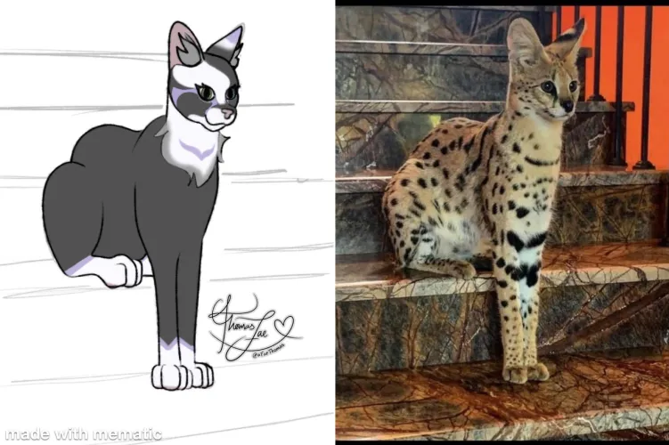 Thumbnail Furry Art: Tuxedo x Serval Sona by kleptotoid - Unique and Playful Creations