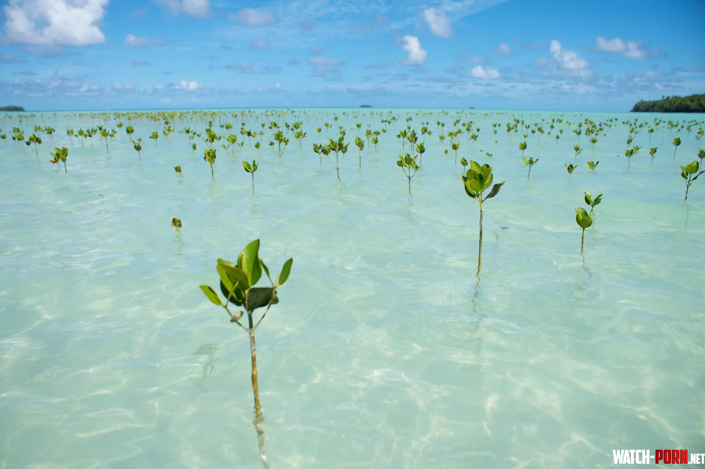 Planted mangroves at a beach in Funafuti Tuvalu one of the smallest countries on earth  by colapepsikinnie