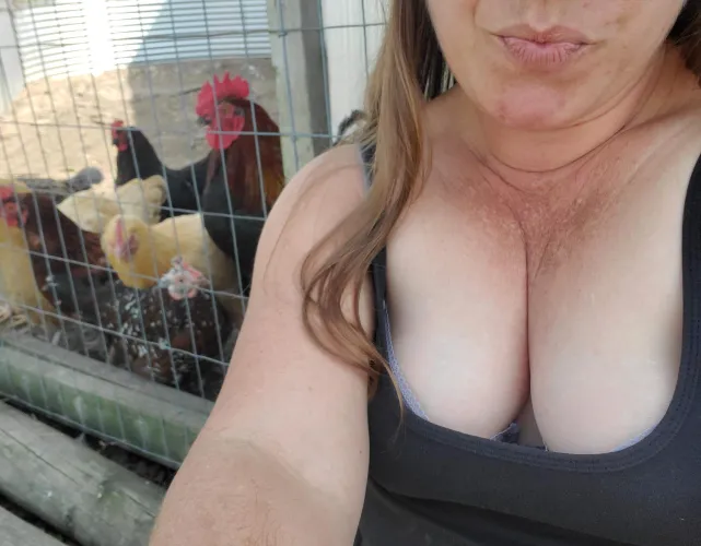 Thumbnail Chickens Enjoying the View: Downblouse Mishap by wildone80