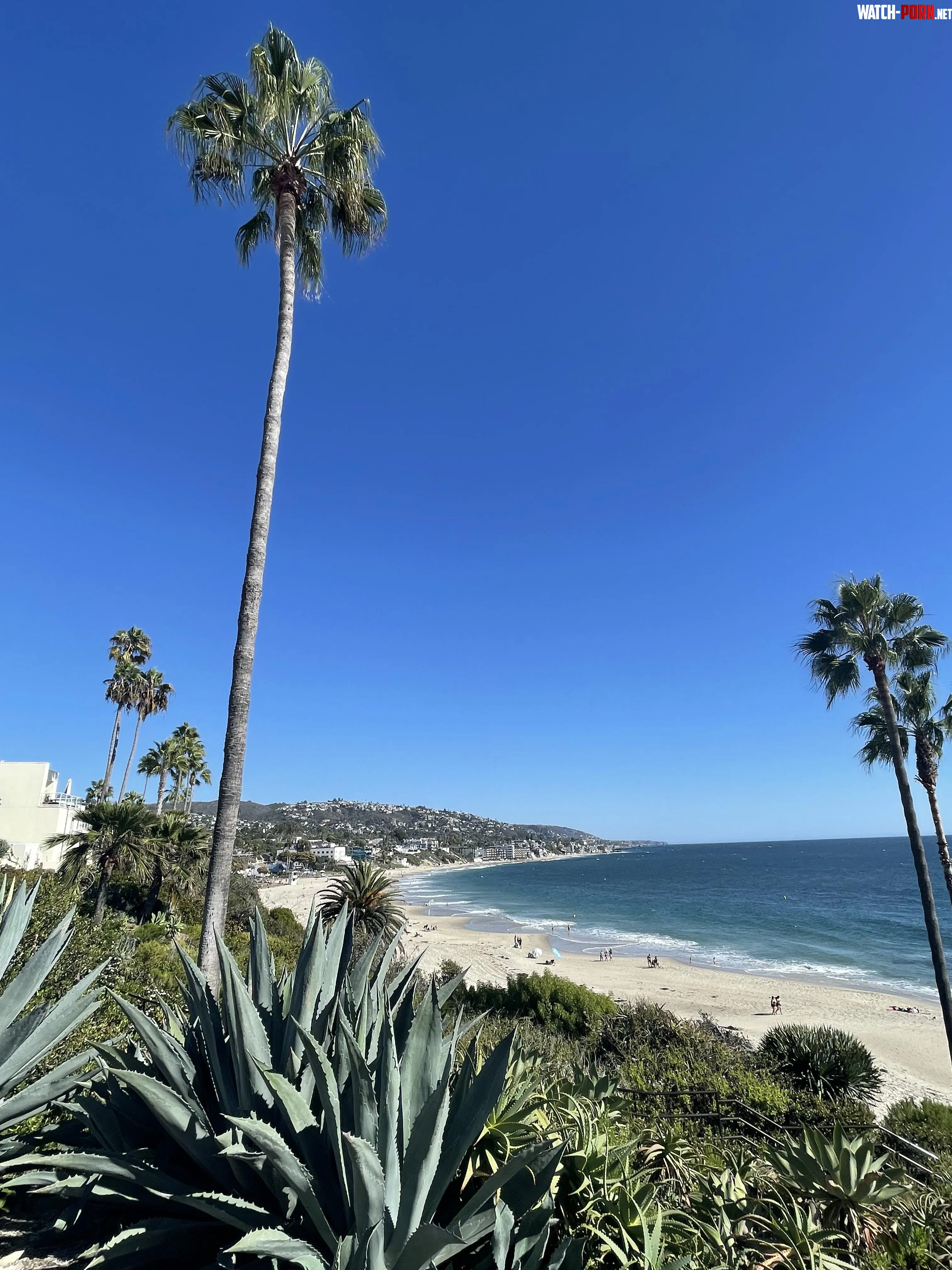 Perfect Views in Laguna Beach CA  Cactus Palm Trees Sand and The Pacific by Ready_Pudding2730