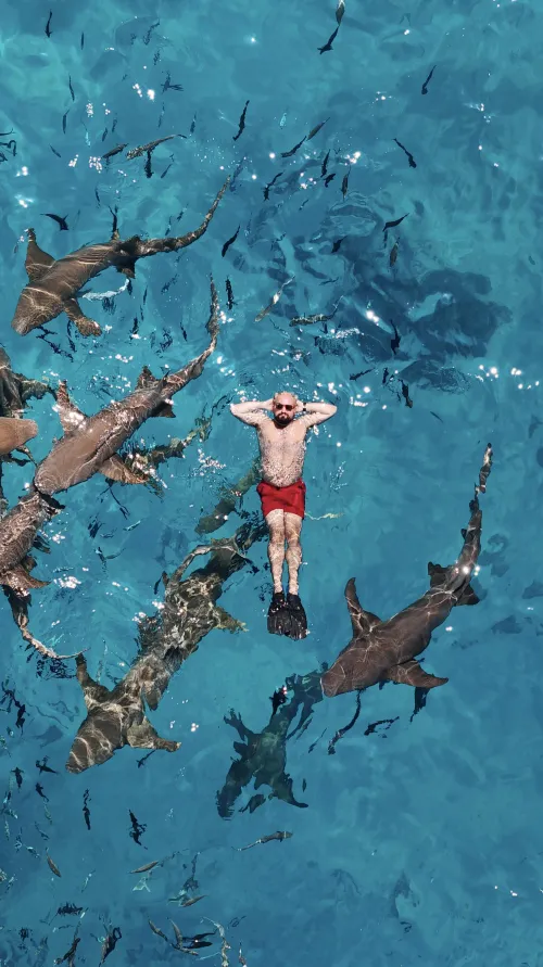 Thumbnail Improv92 Swims with Sharks in Maldives - A Thrilling Experience