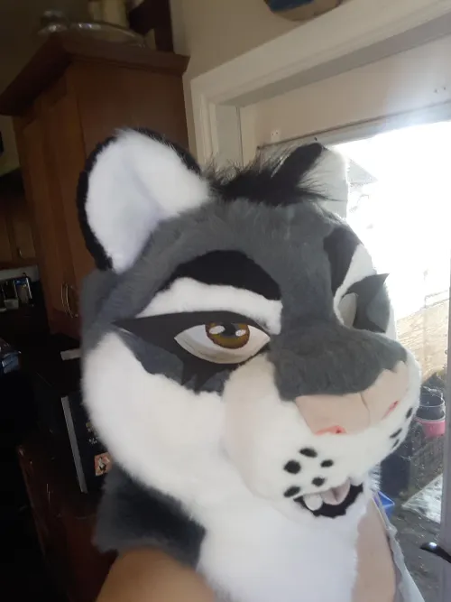 Thumbnail First Fursuit Head: Say Hi to Laneth by Shador_the_cool | Furry Category