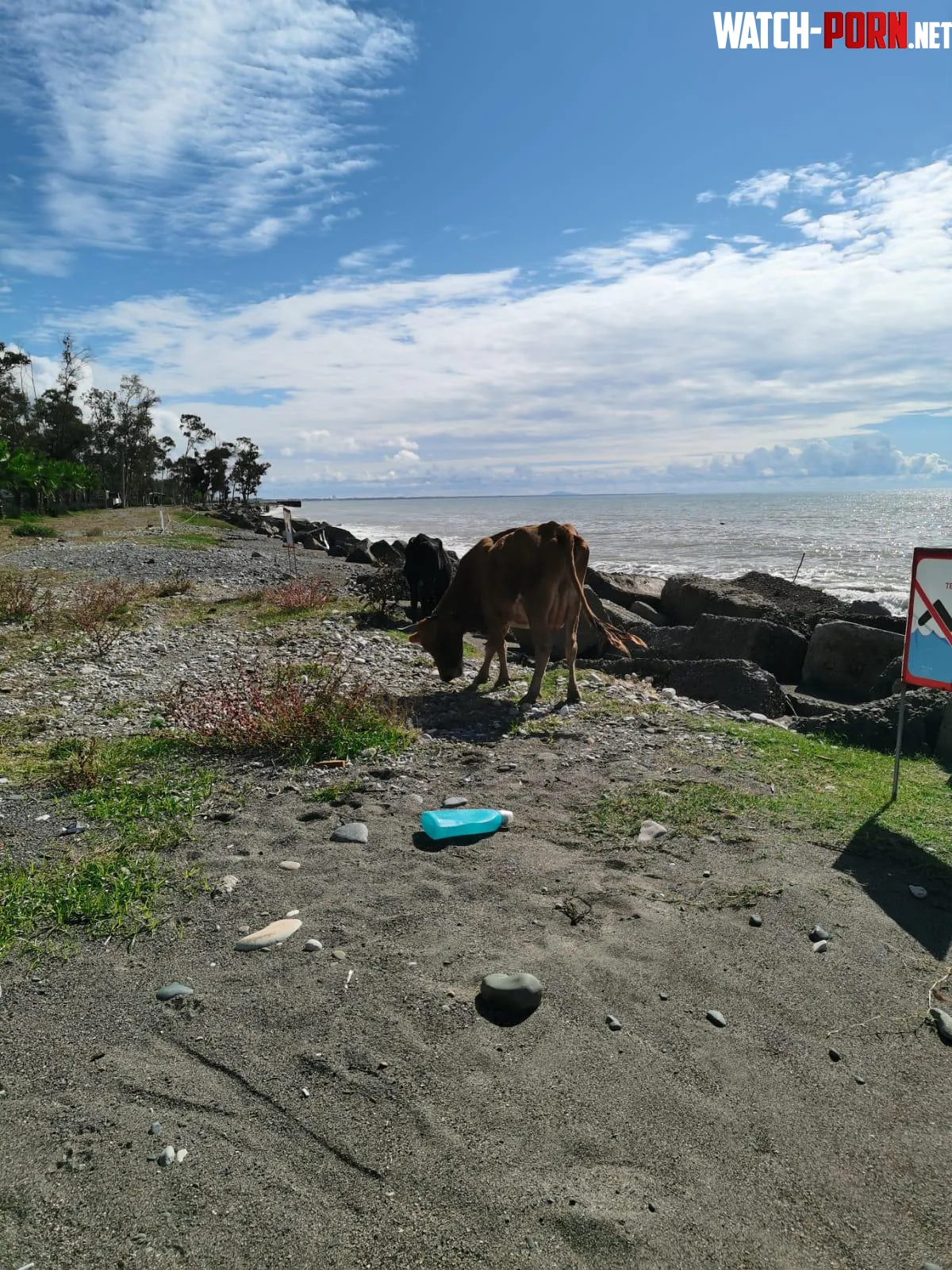 Cow walking on the beach by Tangcityshop