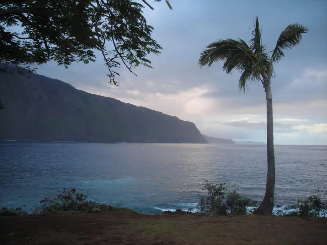 Thumbnail Cliffside Wonders: colapepsikinnie's Palm Exploration in beach