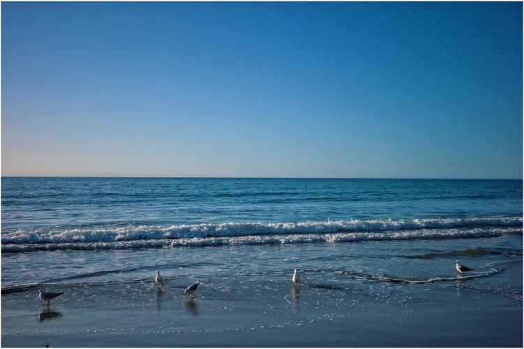 Thumbnail UnderstandingAny7548's Beautiful Gulls Captured