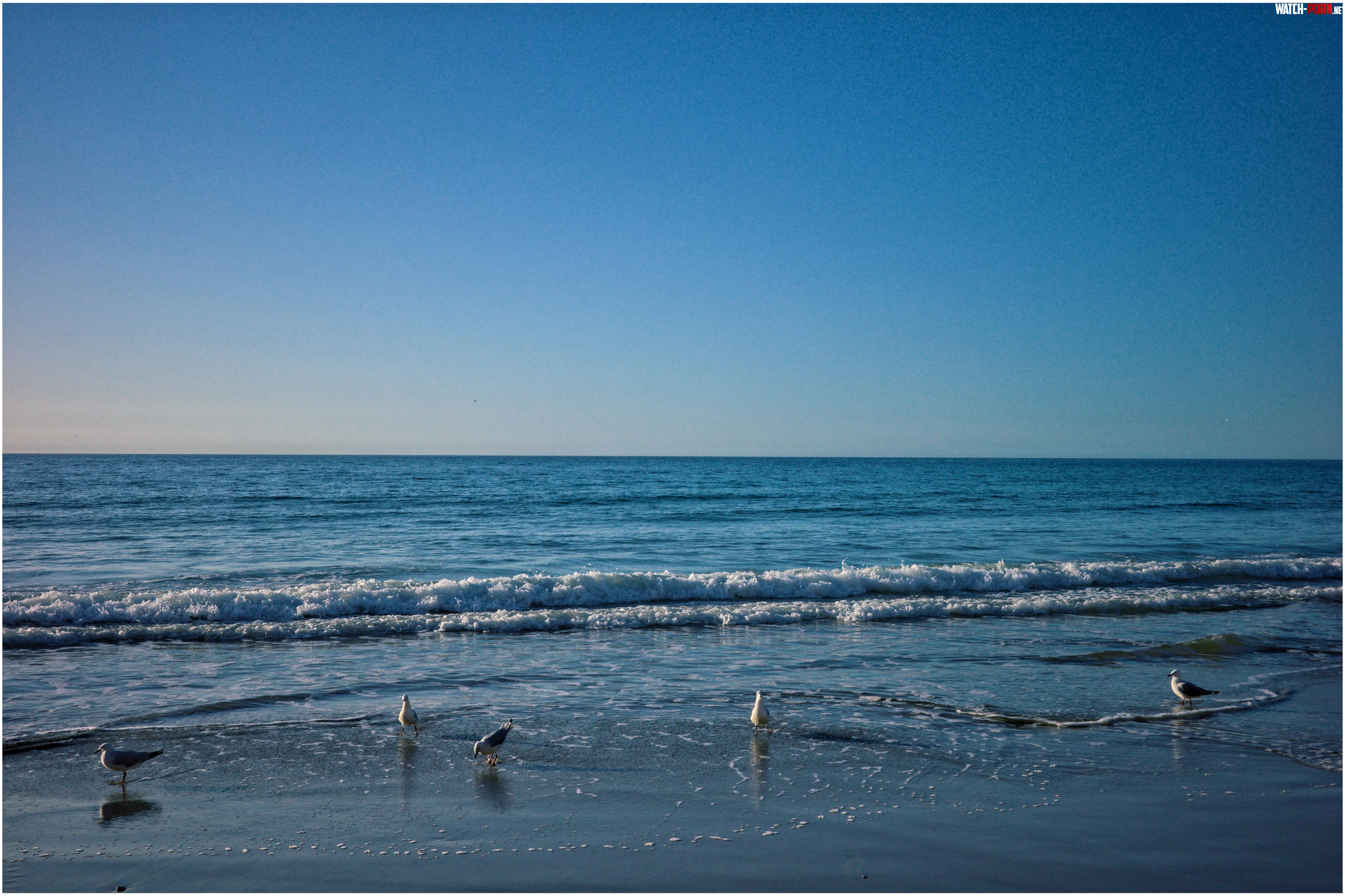 Pretty gulls by UnderstandingAny7548