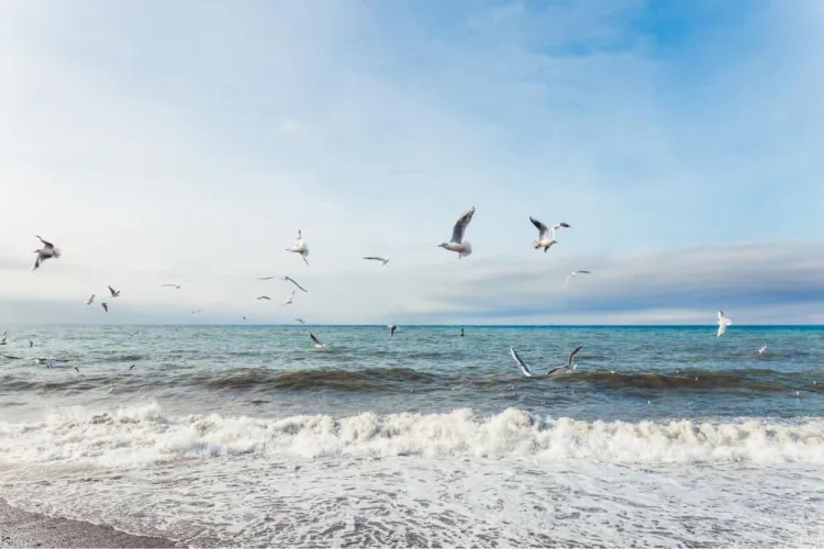 Thumbnail Seagull Sorcery: _13sparrow's Aerial Delight | _13sparrow | beach