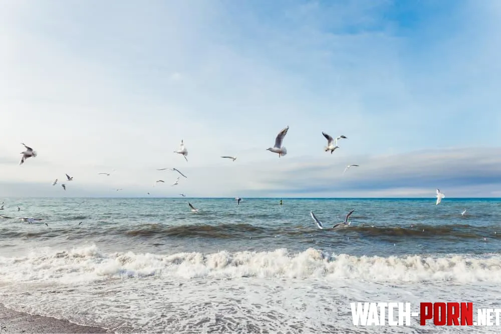 Seagulls over the Black Sea by _13sparrow