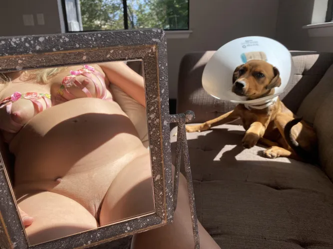 Thumbnail Pregnant Pup Moments: A Journey of Connection by Vivi_Lane11