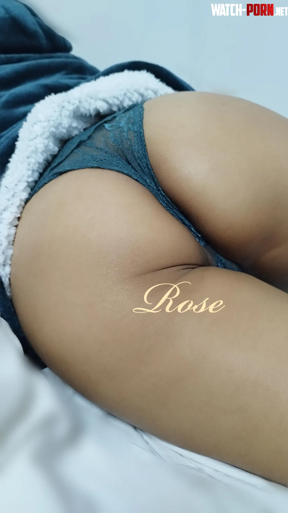 Rose by Free_Rose_