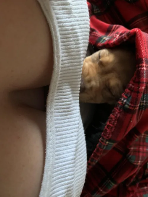 Thumbnail Introducing My Wife's Puppy: A Downblouse Revelation