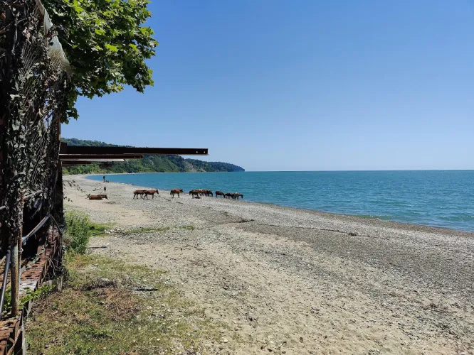 Thumbnail Golden Serenity at Gold Coast Beach, Abkhazia | rosymelanie