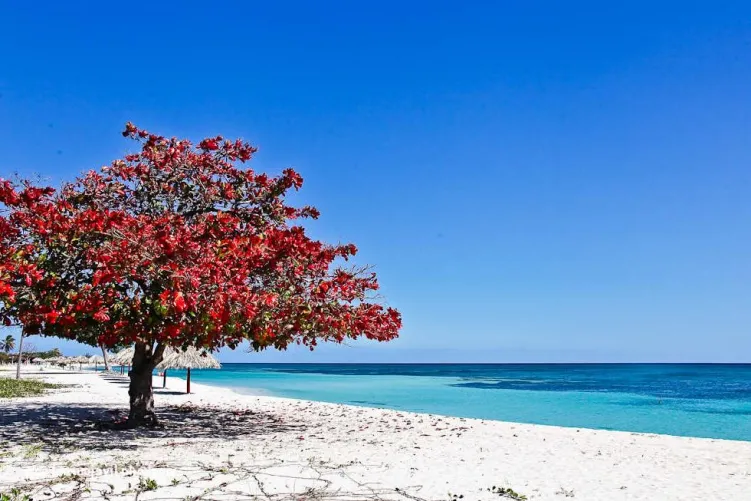 Thumbnail Beautiful Tree at Pattaya Beach: A Scenic Delight