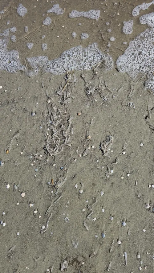 Thumbnail Mysterious Tubes at Jekyll Island Beach: Nature's Wonders