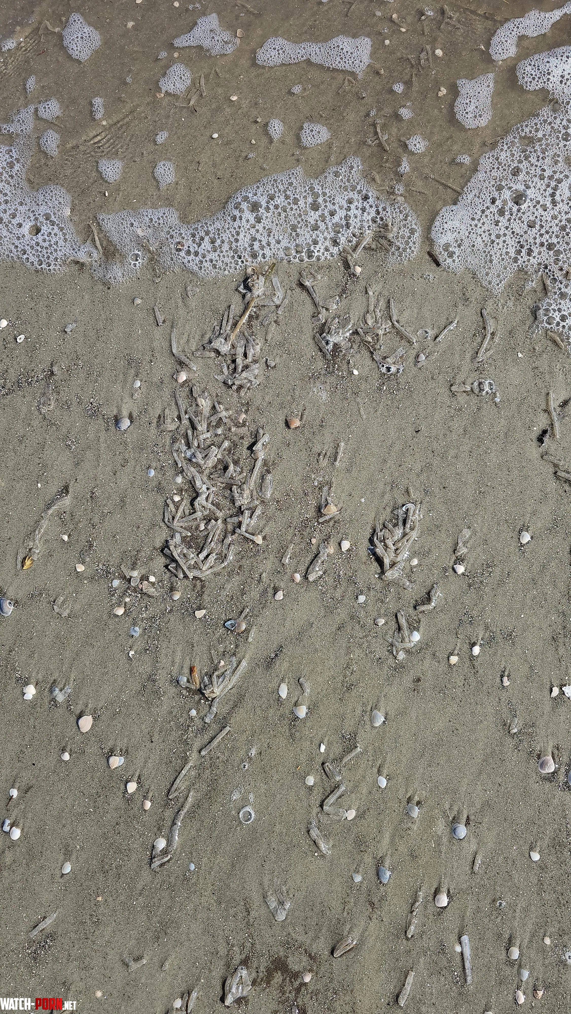 Anyone know what this is in the surf at Jekyll Island beach They look like semi transparent tubes by No_Soil_1334