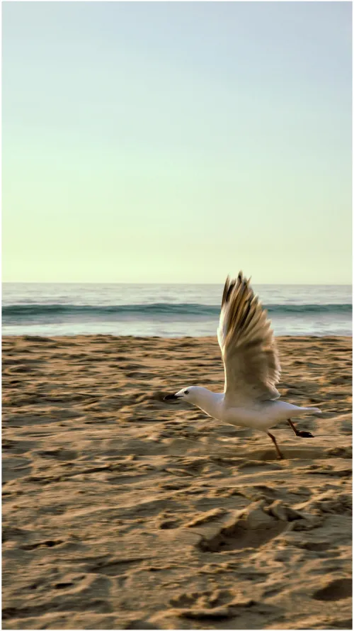 Thumbnail Chasing Seagull Flight Views in Beach Paradise by UnderstandingAny7548