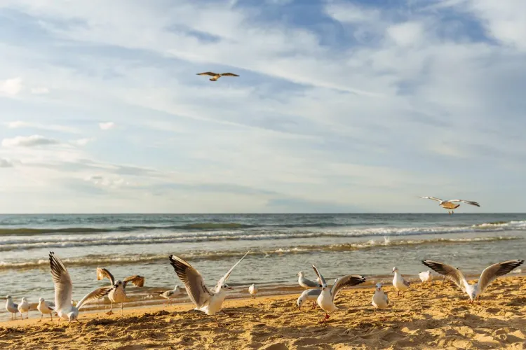 Thumbnail Seagulls on the Beach of Turkey's Black Sea Coast - A Serene View