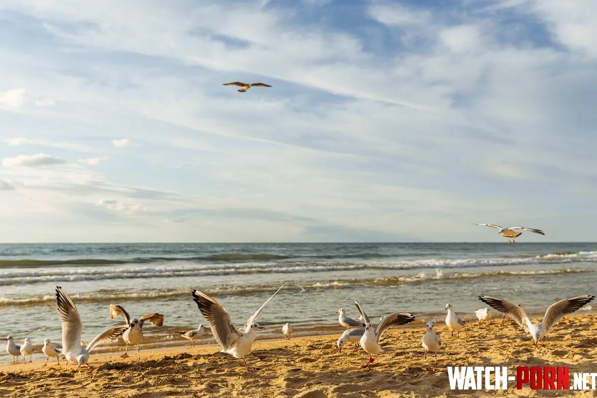 Seagulls on the beach of the Black Sea coast by urrielu