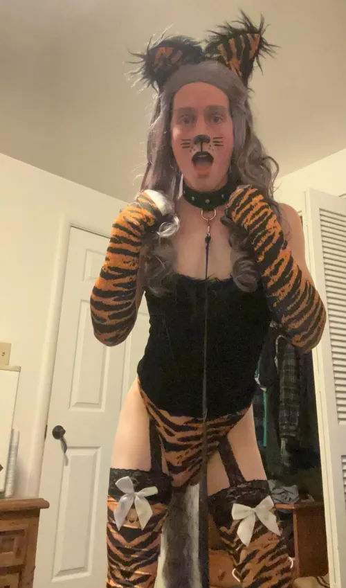 Thumbnail Feline Charms: Altruistic_Ad_2443's Playful Meow | petplay