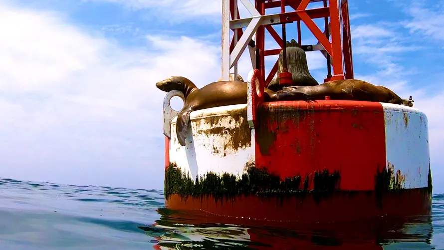 Thumbnail Witness Sea Lions Basking at Redondo Beach Ocean Buoy with OceanEarthGreen