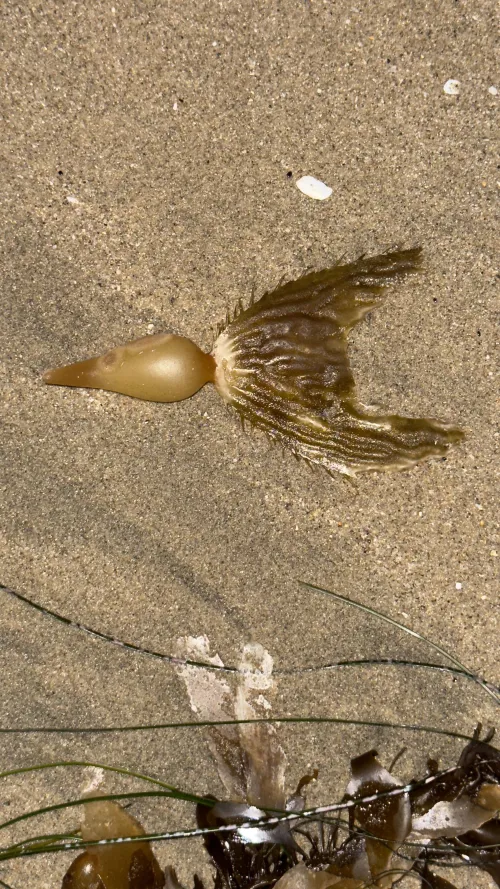 Thumbnail Mysterious Beach Find in Laguna: Unveiling Secrets | Odd_Expression_6163