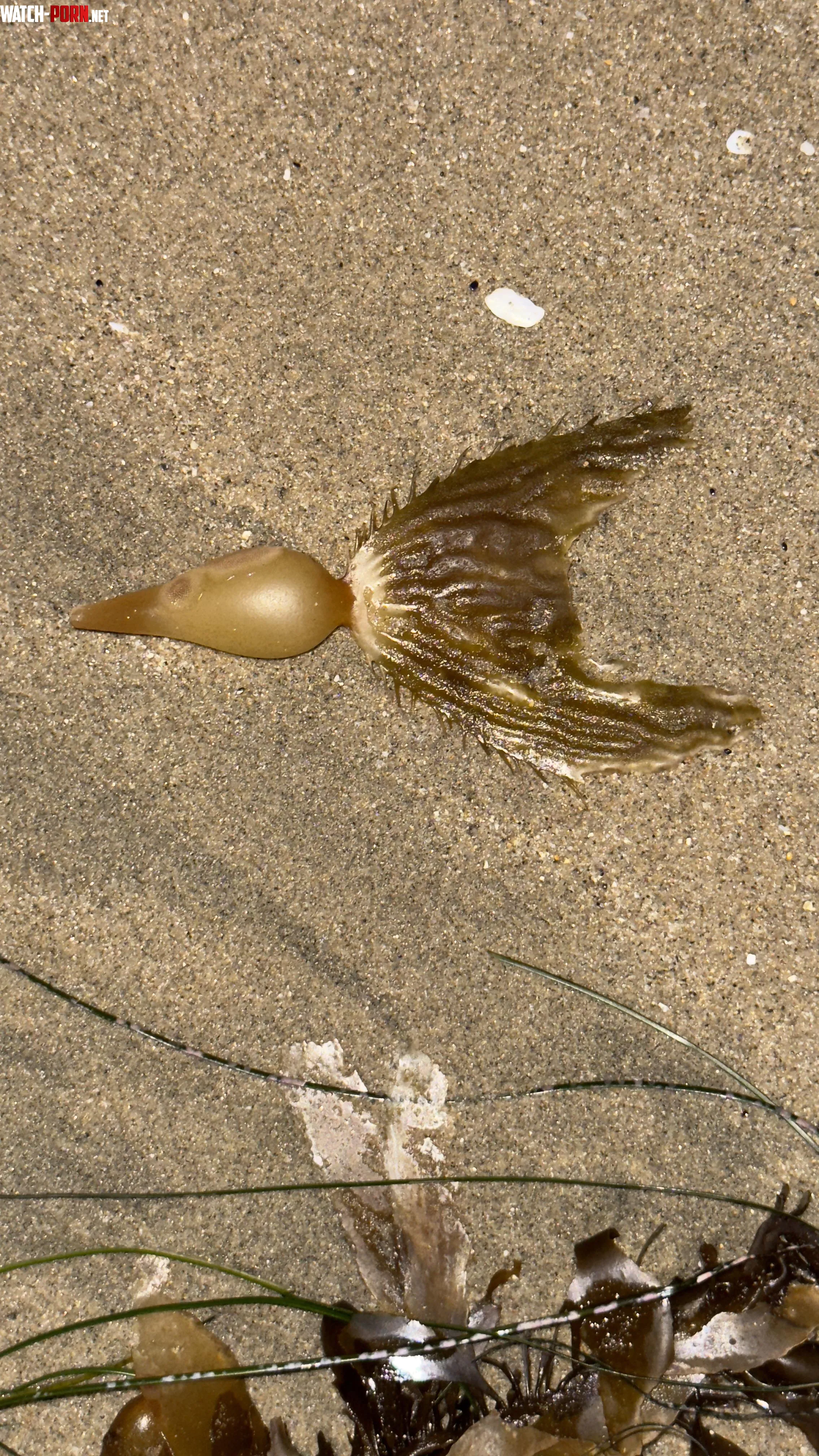 What is this  Saw it at the beach on the sand in Laguna  by Odd_Expression_6163