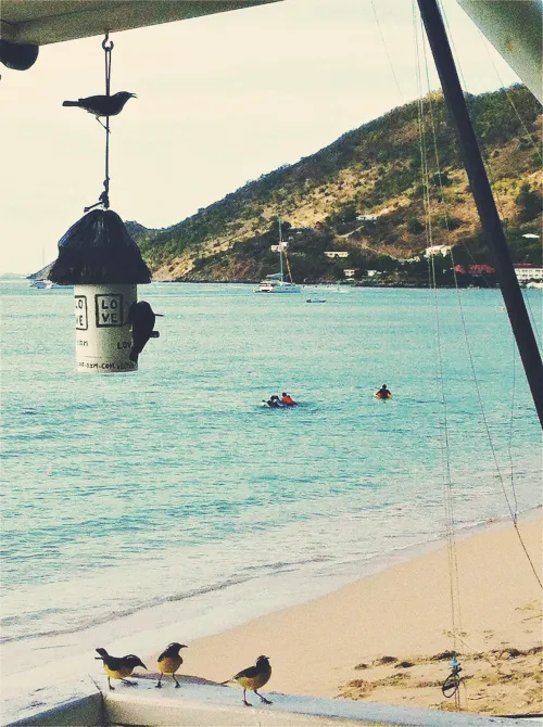 Thumbnail Saint Martin Beach: A Tropical Oasis Awaits