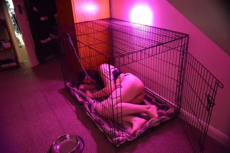 Thumbnail Ultimate Guide to Sleeping in a Cage in Petplay by PetPanna