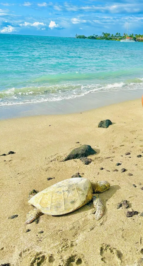 Thumbnail Witness Nature's Beauty: Turtle Sunbathing in Waikoloa Beach Hawaii by PaceAccomplished3584