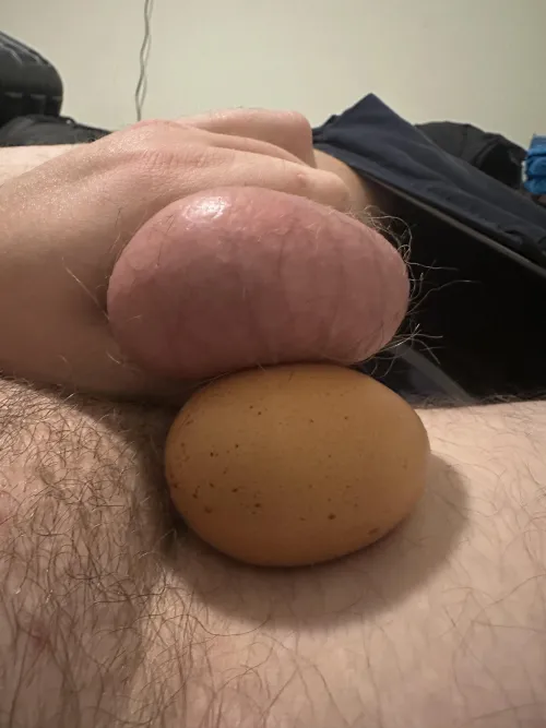 Thumbnail Comparing Balls to Jumbo Eggs | Successful-Act1230