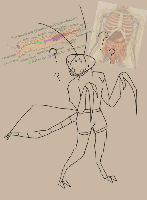 Thumbnail gammaAmmonite: Questioning Bug Furries' abdomentail