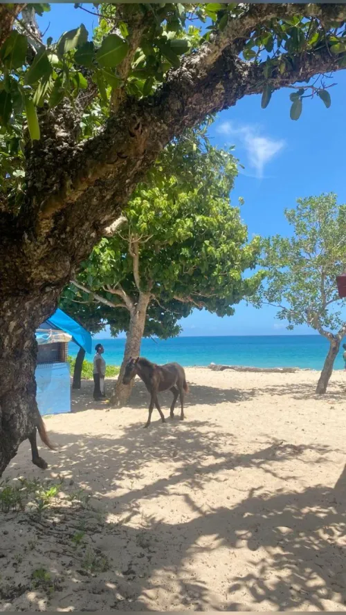 Thumbnail Explore the Stunning Beaches of Fiji by colapepsikinnie