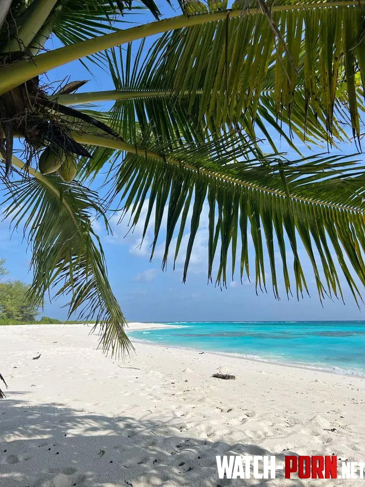 Bird islandSeychelles by yeuxdusphynx