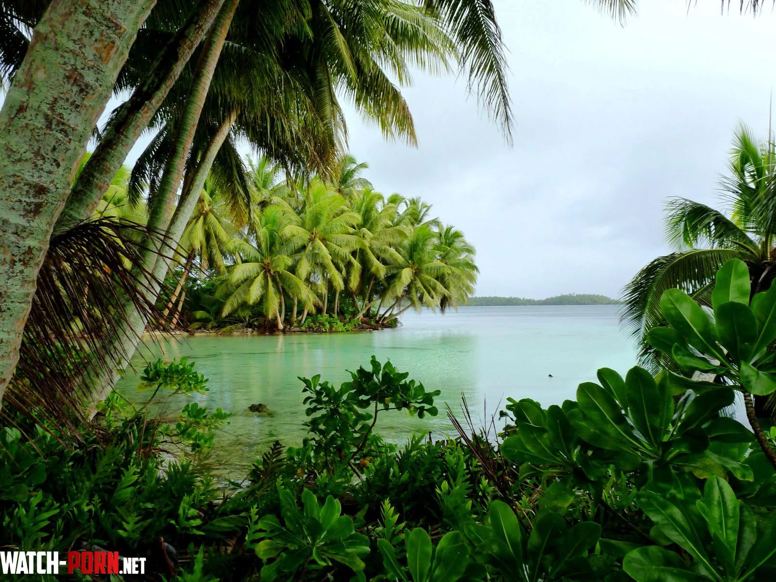 Palmyra atoll by colapepsikinnie