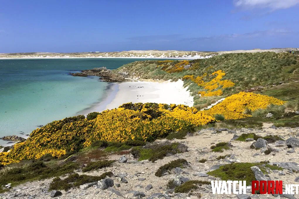 White sand beach in the Falkland Islands by colapepsikinnie