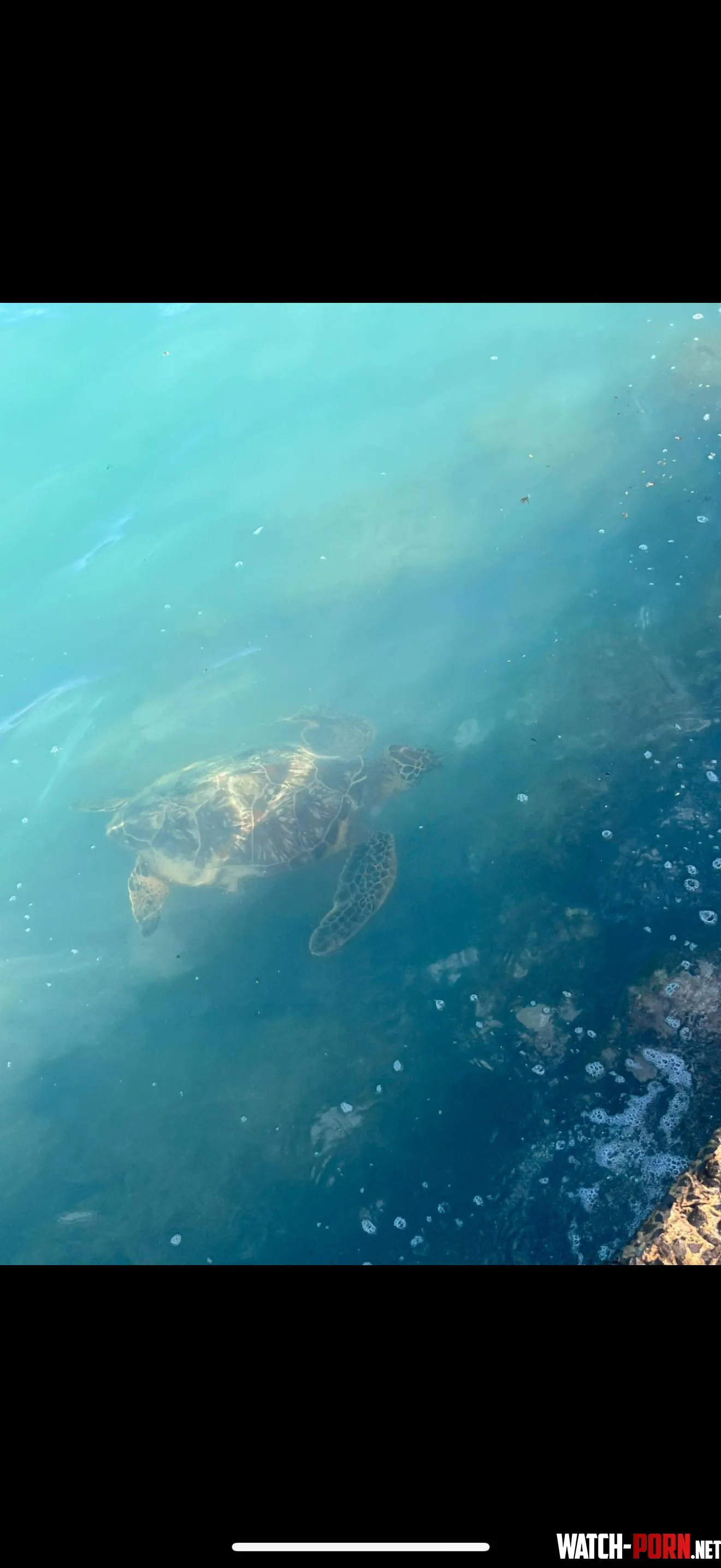 Duke Paoa Kahanamoku where a turtle swam towards me by daturaflora