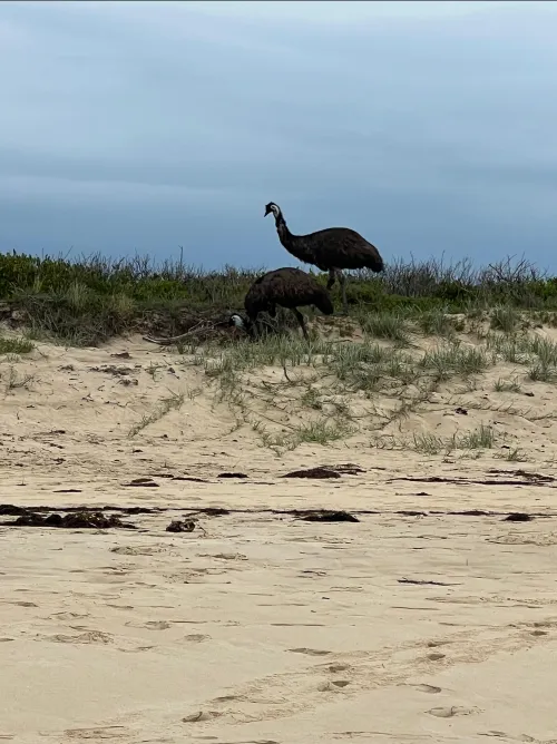 Thumbnail Dalmeny Beach NSW yeah itsmore for the Emus than the beach by speakteeth