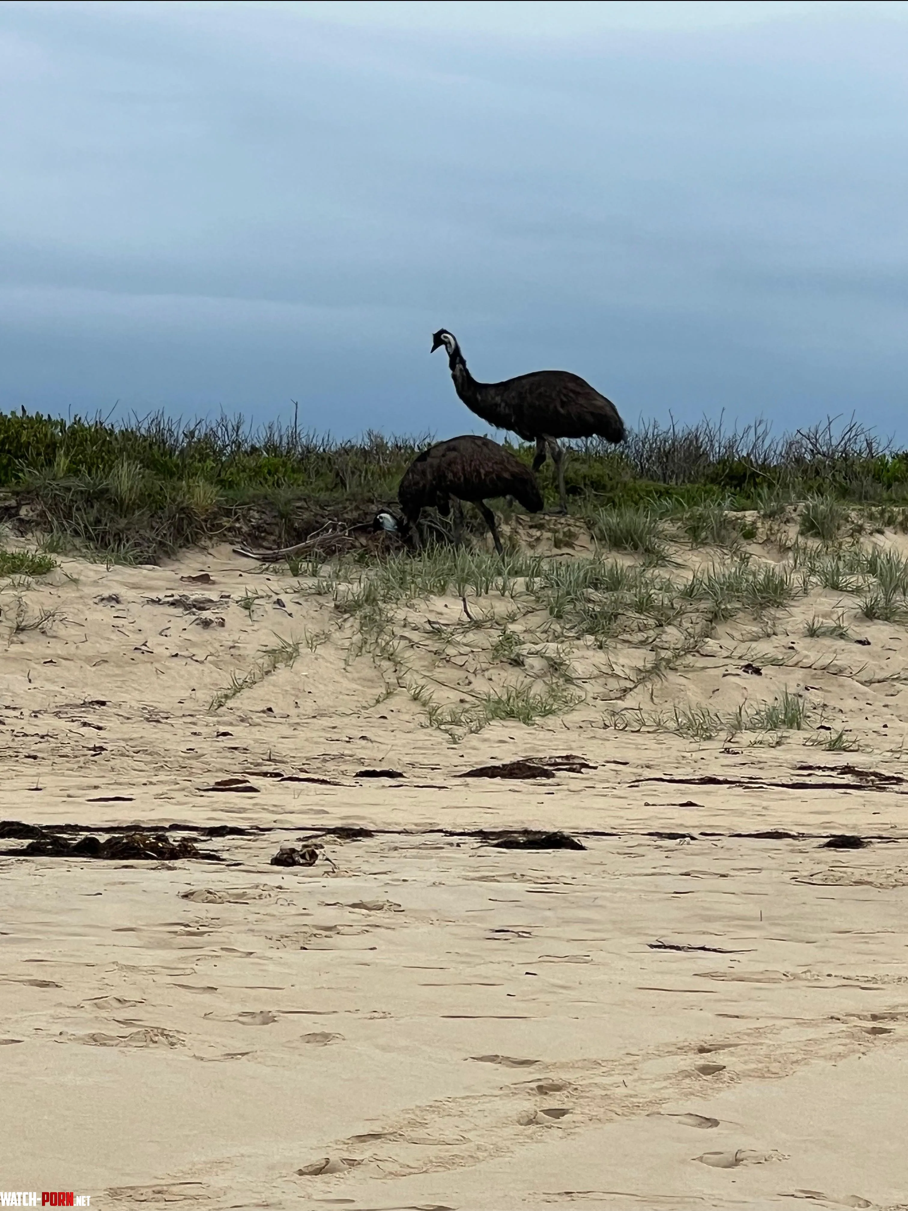 Dalmeny Beach NSW yeah itsmore for the Emus than the beach by speakteeth