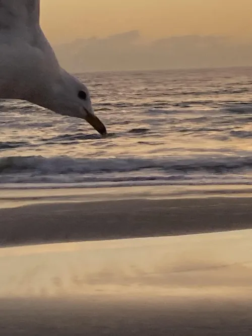 Thumbnail Hey there St Augustine beach by bronxboy59