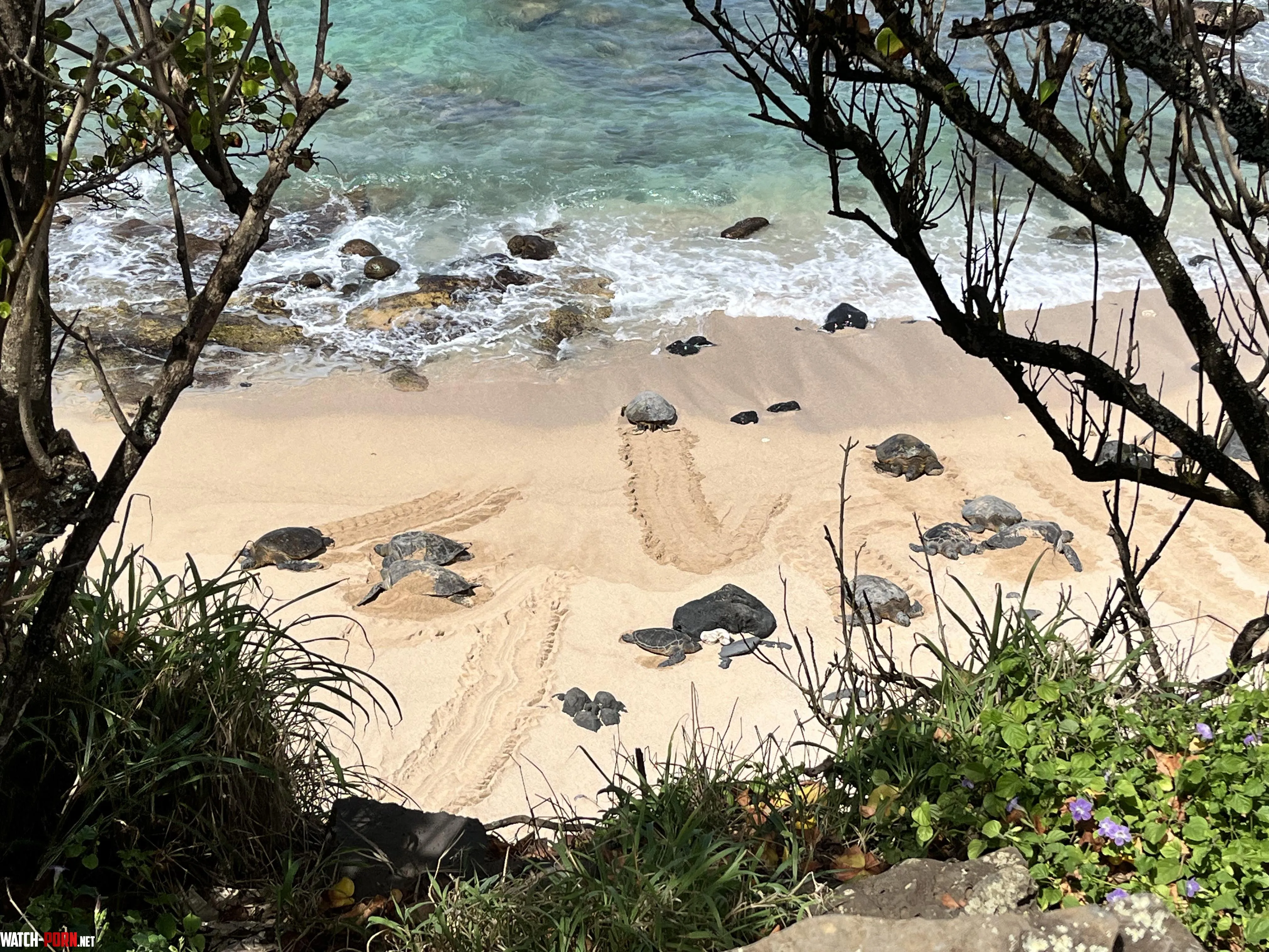 Beach and turtles Maui Hawaii by cassthesassmaster